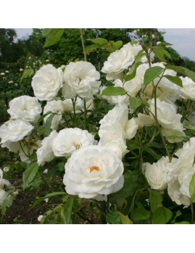 Trandafir Pomisor White Iceberg - Ghiveci 5L