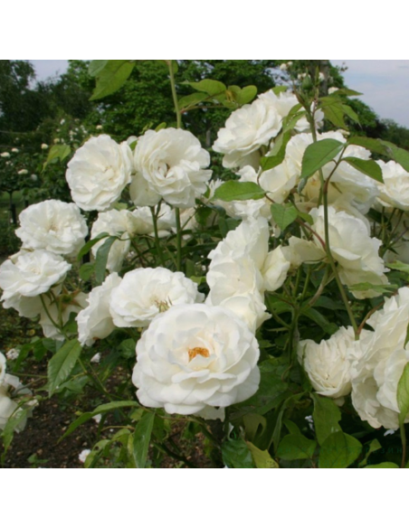 Trandafir Pomisor White Iceberg - Ghiveci 5L