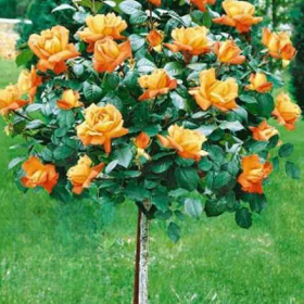 Trandafir Pomisor Monica - Ghiveci 5L
