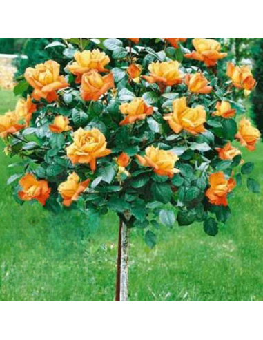 Trandafir Pomisor Monica - Ghiveci 5L
