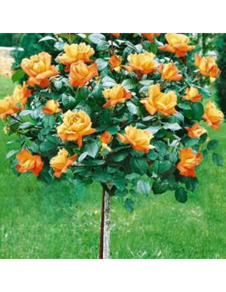 Trandafir Pomisor Monica - Ghiveci 5L