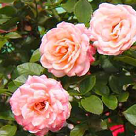 Trandafir Pomisor Rosa Armonia - Ghiveci 5L 2