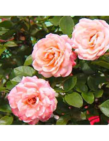 Trandafir Pomisor Rosa Armonia - Ghiveci 5L