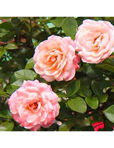Trandafir Pomisor Rosa Armonia - Ghiveci 5L