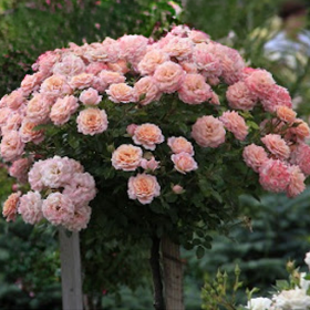 Trandafir Pomisor Rosa Armonia - Ghiveci 5L