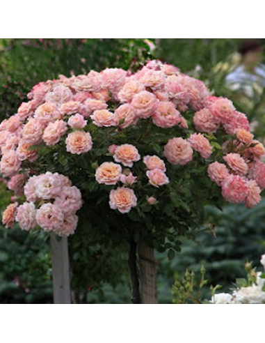 Trandafir Pomisor Rosa Armonia - Ghiveci 5L