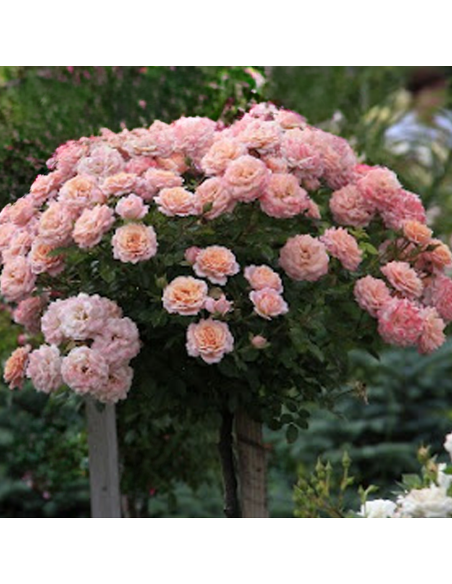 Trandafir Pomisor Rosa Armonia - Ghiveci 5L