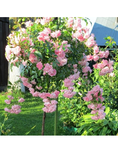 Trandafir Pomisor The Fairy - Ghiveci 5L