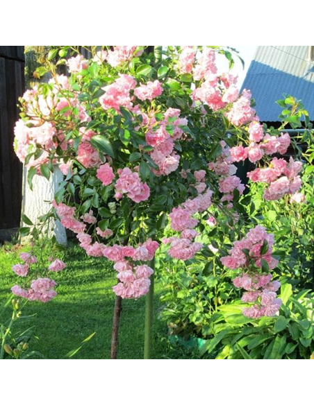 Trandafir Pomisor The Fairy - Ghiveci 5L