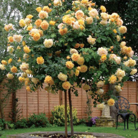 Trandafir Pomisor Champagne - Ghiveci 5L