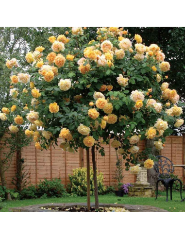 Trandafir Pomisor Champagne - Ghiveci 5L