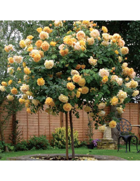 Trandafir Pomisor Champagne - Ghiveci 5L