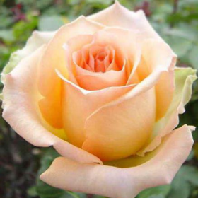 Trandafir Pomisor Champagne - Ghiveci 5L 2