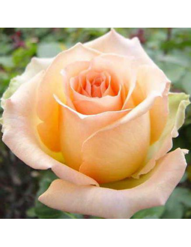 Trandafir Pomisor Champagne - Ghiveci 5L