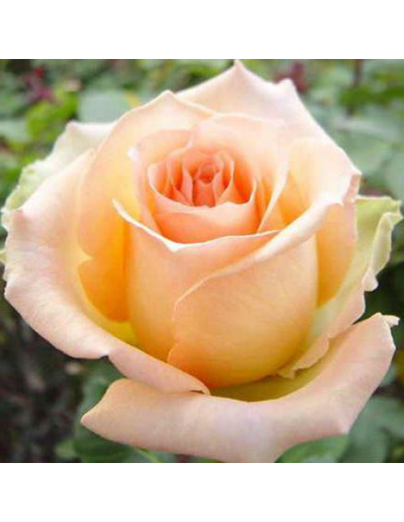 Trandafir Pomisor Champagne - Ghiveci 5L