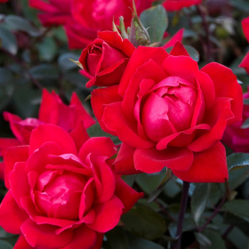 Trandafir Pomisor Knockout Double Red  - Ghiveci 5L 2