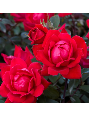 Trandafir Pomisor Knockout Double Red  - Ghiveci 5L