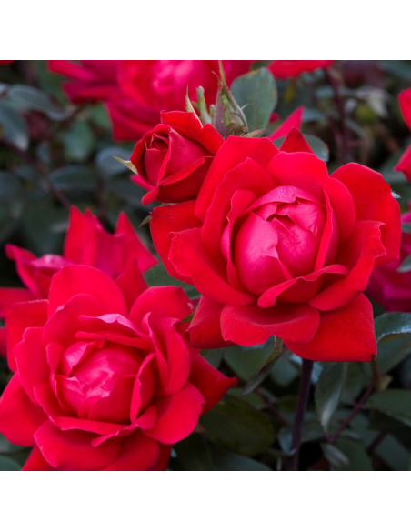Trandafir Pomisor Knockout Double Red  - Ghiveci 5L