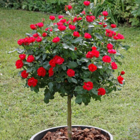Trandafir Pomisor Knockout Double Red  - Ghiveci 5L