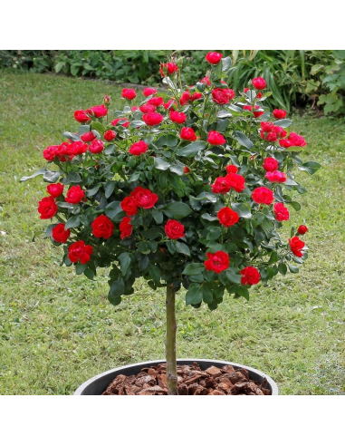 Trandafir Pomisor Knockout Double Red  - Ghiveci 5L