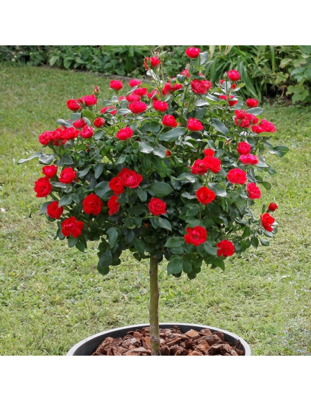 Trandafir Pomisor Knockout Double Red  - Ghiveci 5L