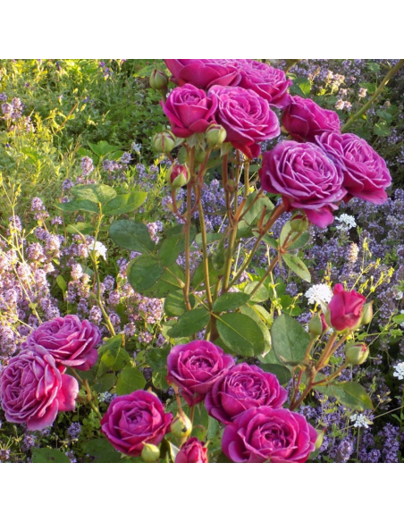 Trandafir Pomisor Englezesc Old Port   - Ghiveci 5L