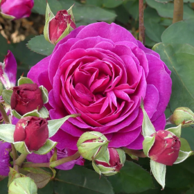 Trandafir Pomisor Englezesc Old Port   - Ghiveci 5L 2
