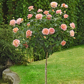 Trandafir Pomisor Englezesc Hallow - Ghiveci 5L
