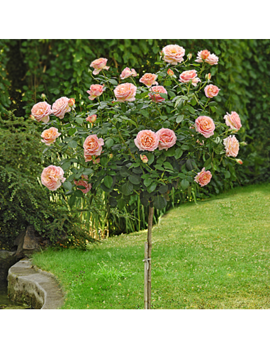 Trandafir Pomisor Englezesc Hallow - Ghiveci 5L