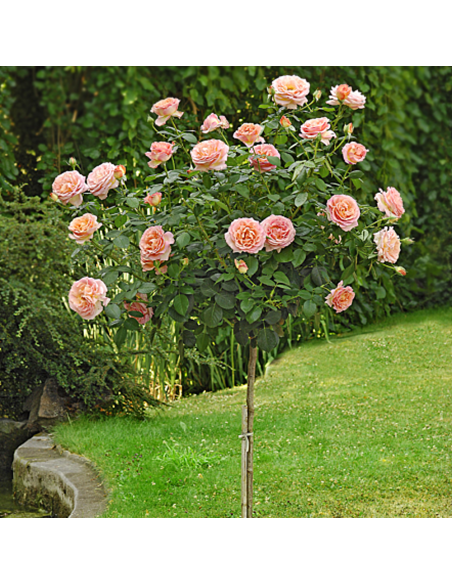 Trandafir Pomisor Englezesc Hallow - Ghiveci 5L