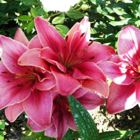 Crini Dublii Parfumati "Ceres" Bulbi