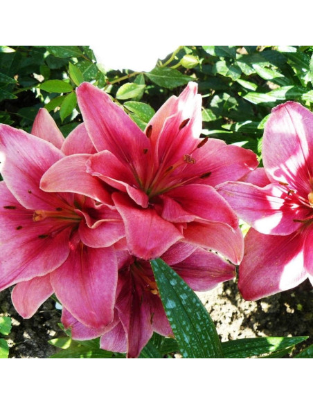 Crini Dublii Parfumati "Ceres" Bulbi