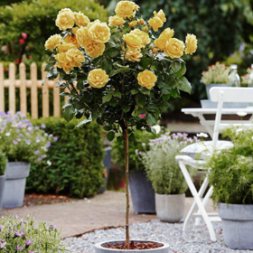 Trandafir Pomisor Sunny Knockout - Ghiveci 5L