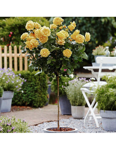Trandafir Pomisor Sunny Knockout - Ghiveci 5L