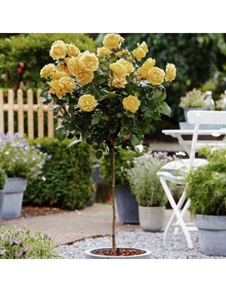 Trandafir Pomisor Sunny Knockout - Ghiveci 5L