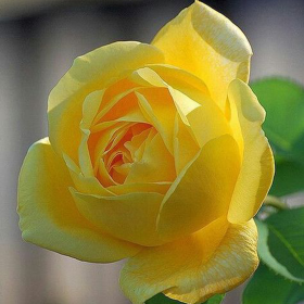 Trandafir Pomisor Sunny Knockout - Ghiveci 5L 2