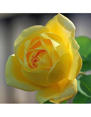Trandafir Pomisor Sunny Knockout - Ghiveci 5L
