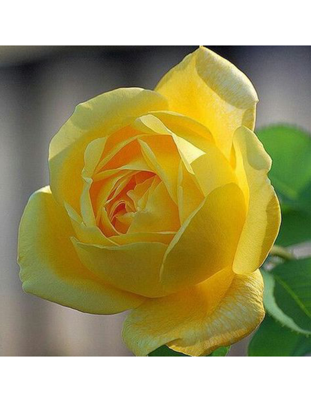 Trandafir Pomisor Sunny Knockout - Ghiveci 5L