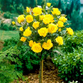 Trandafir Pomisor Galben  - Ghiveci 5L