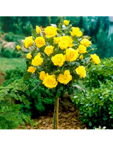 Trandafir Pomisor Galben  - Ghiveci 5L