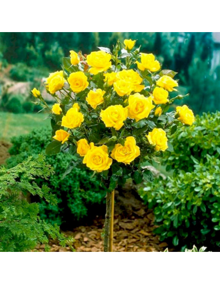 Trandafir Pomisor Galben  - Ghiveci 5L