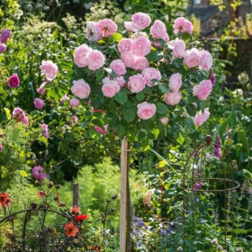 Trandafir Pomisor Roze Pudrat  - Ghiveci 5L