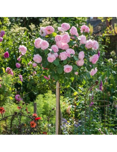 Trandafir Pomisor Roze Pudrat  - Ghiveci 5L