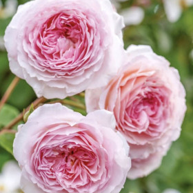 Trandafir Pomisor Roze Pudrat  - Ghiveci 5L 2