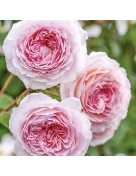 Trandafir Pomisor Roze Pudrat  - Ghiveci 5L