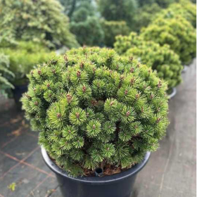 Pin Pitic - Pinus Mugo "Mops" -  Jneapan - Ghiveci 5L