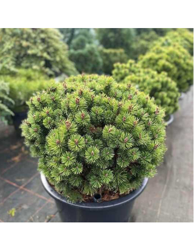 Pin Pitic - Pinus Mugo "Mops" -  Jneapan - Ghiveci 5L
