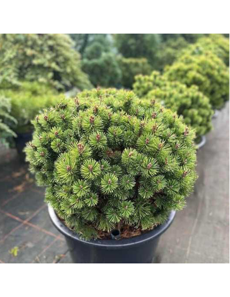 Pin Pitic - Pinus Mugo "Mops" -  Jneapan - Ghiveci 5L