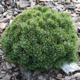 Pin Pitic - Pinus Mugo "Mops" -  Jneapan - Ghiveci 5L 2
