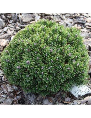 Pin Pitic - Pinus Mugo "Mops" -  Jneapan - Ghiveci 5L